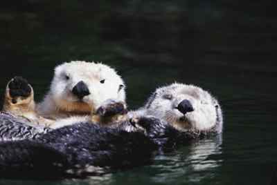 Otters