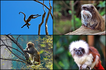 A spider monkey in motion.